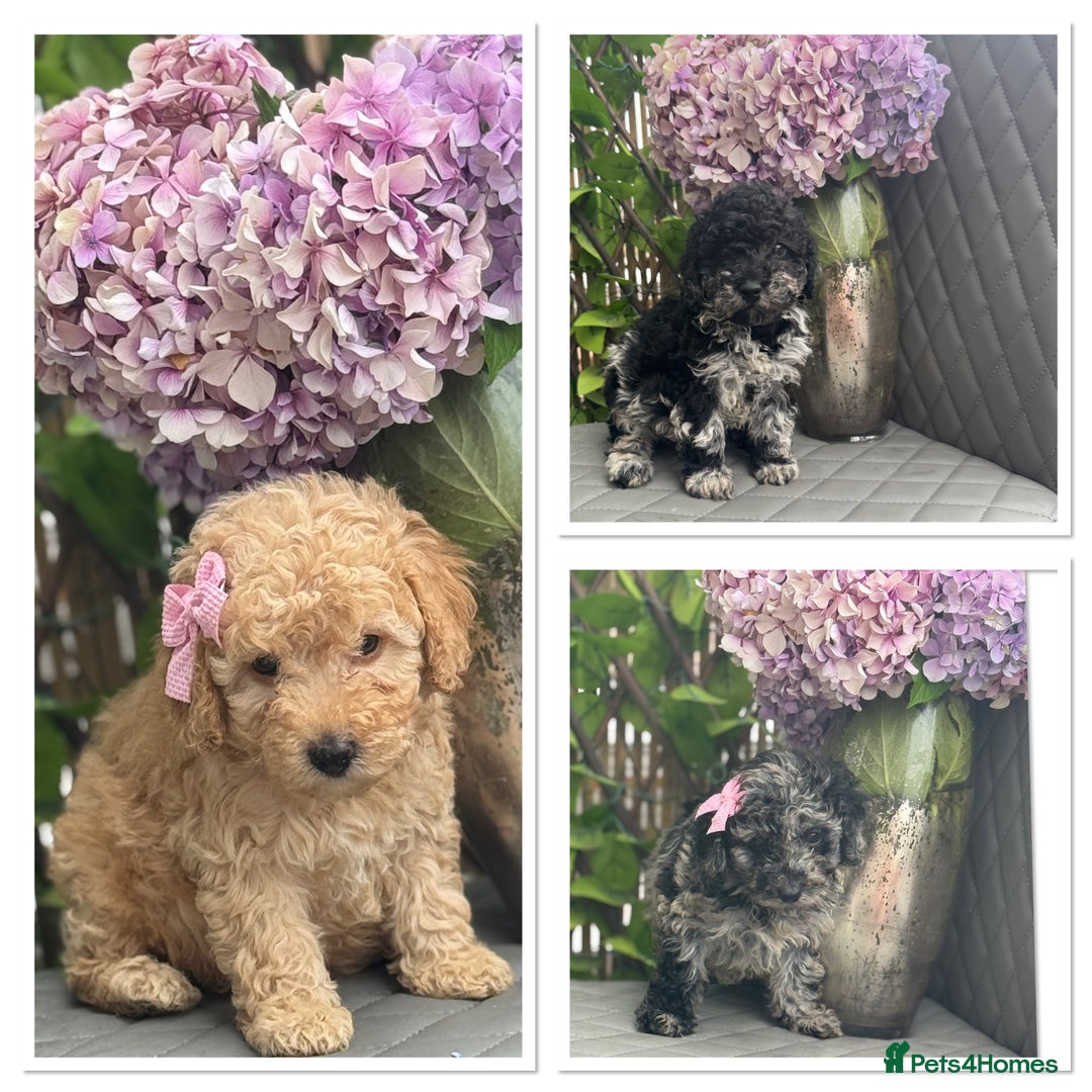 Cockapoo dogs for sale: ✨Stunning health tested Cockapoo pups✨ - Image 1