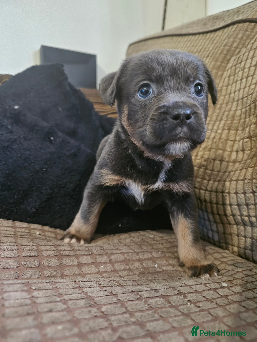 Mixed Breed dogs for sale: Staffy x bulldog  - Advert 4