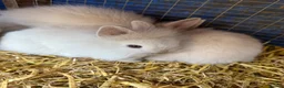 Lionhead rabbits for sale: 9x gorgeous fluffy lionhead bunnies  - Advert 4
