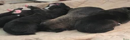 Mixed Breed dogs for sale: American Akita x cane corse puppies - Advert 9