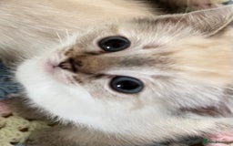 Ragdoll cats for sale: Pure Ragdoll Boys – Raised with Mum in Family Home - Image 13