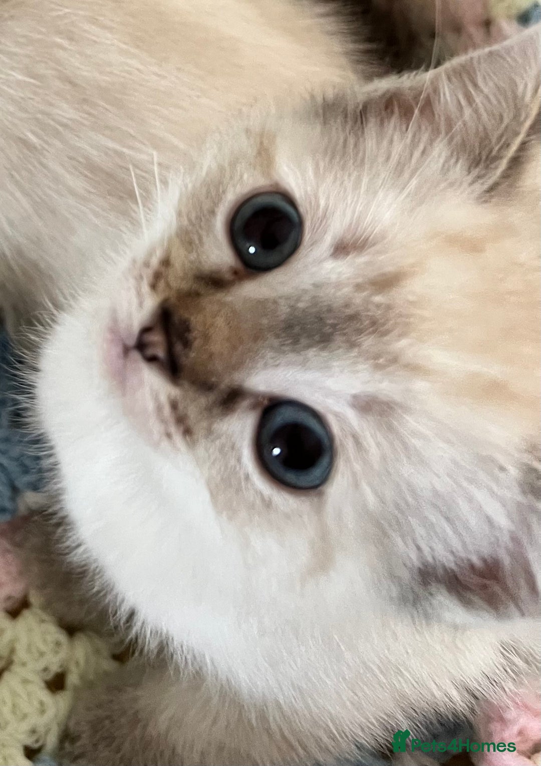 Ragdoll cats for sale: Pure Ragdoll Boys – Raised with Mum in Family Home - Image 13