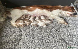 Cavalier King Charles Spaniel dogs for sale: Gorgeous Cavalier King Charles puppies - Image 6