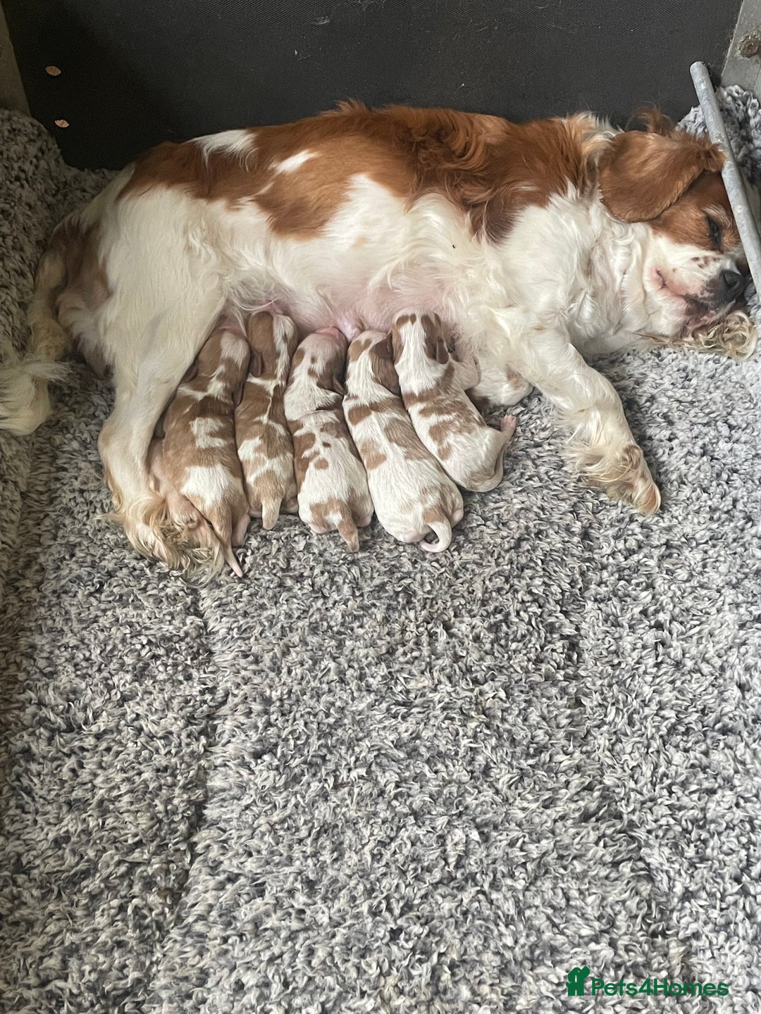Cavalier King Charles Spaniel dogs for sale: Gorgeous Cavalier King Charles puppies - Image 6