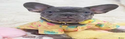 French Bulldog dogs for sale: French bulldog  - Advert 10