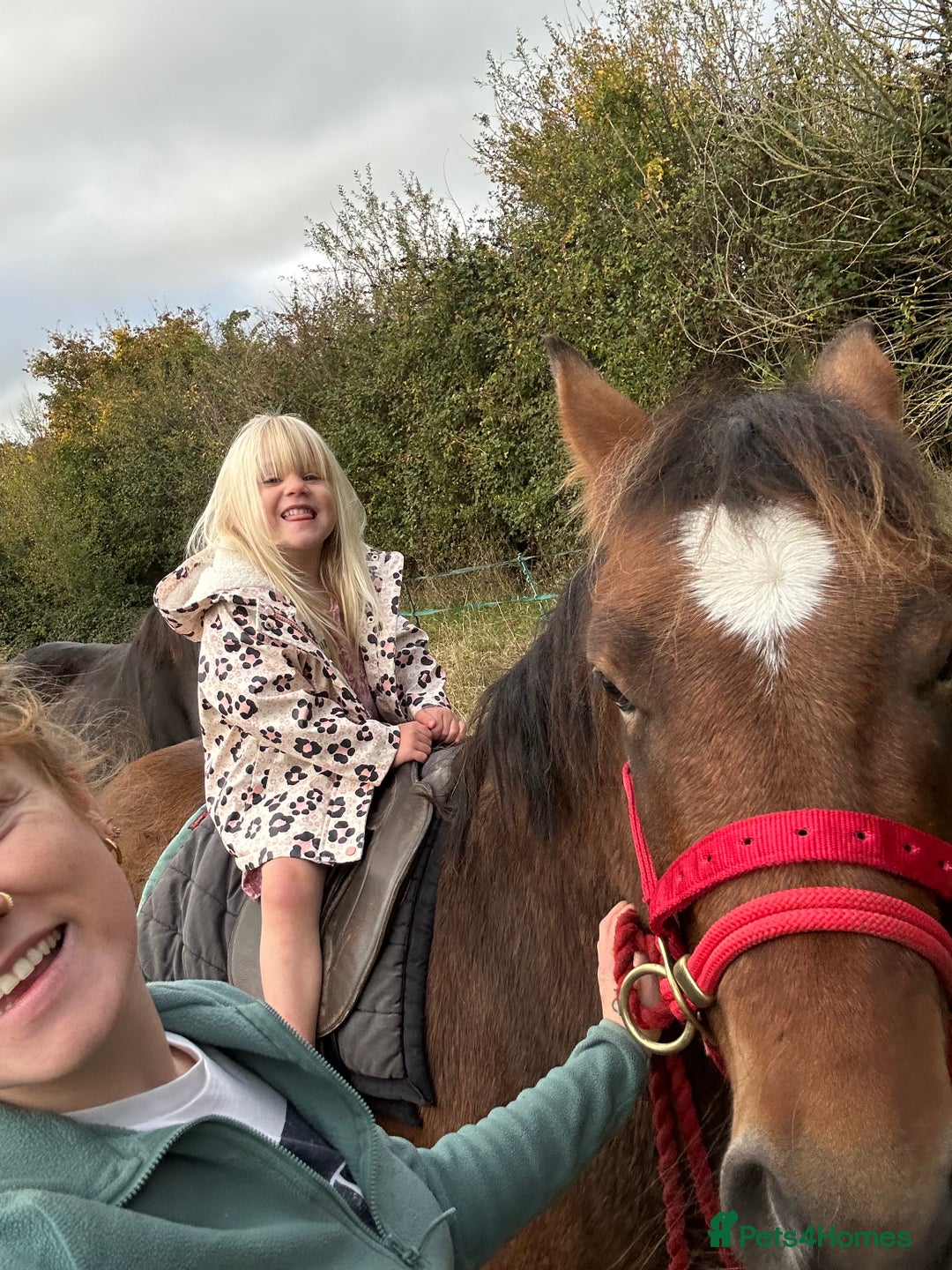 New Forest horses for sale: Rising 4 new forest gelding - Advert 4