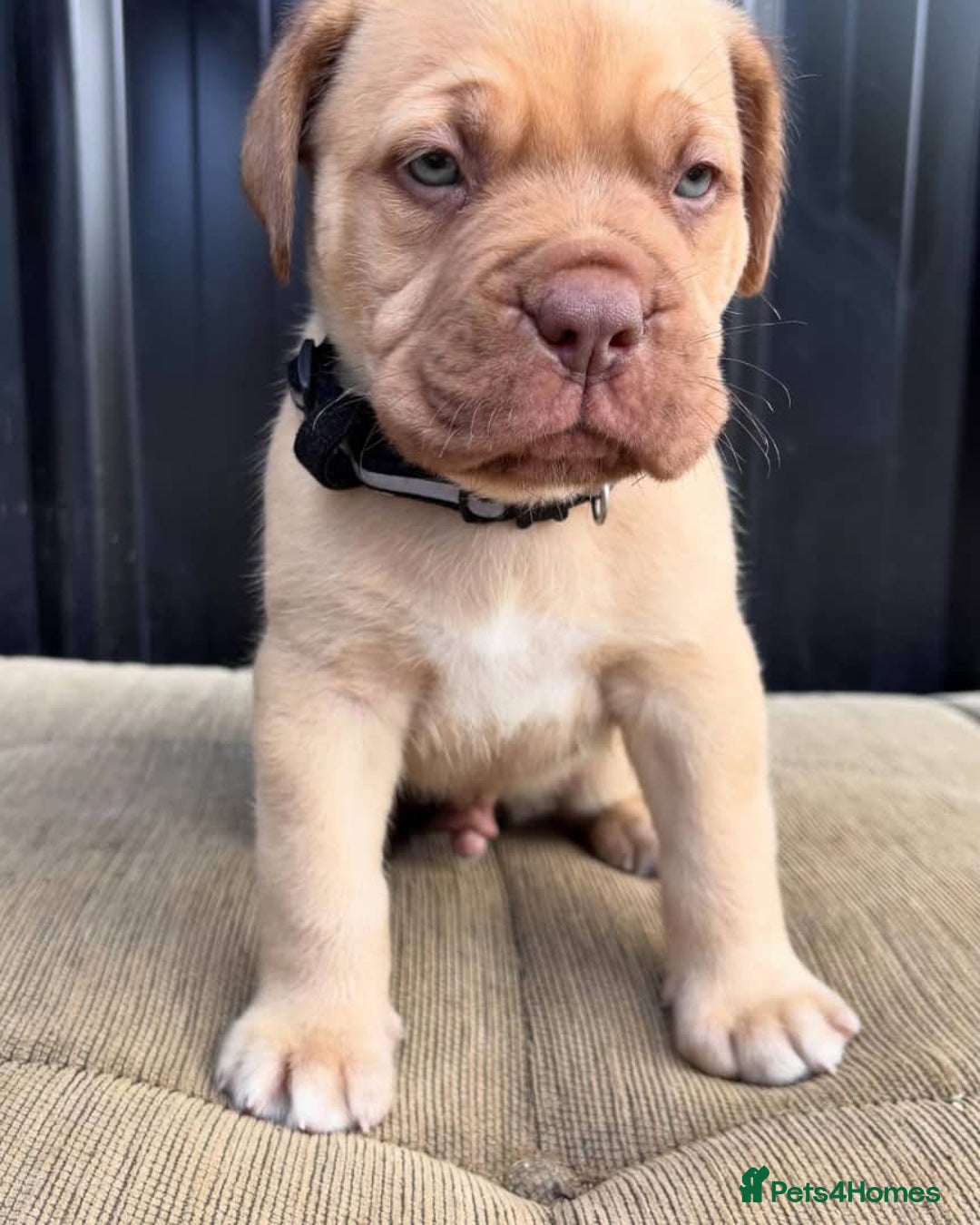 Dogue De Bordeaux dogs for sale: Majestic Dogue de Bordeaux Puppies for Rehom🐾👑 - Advert 10