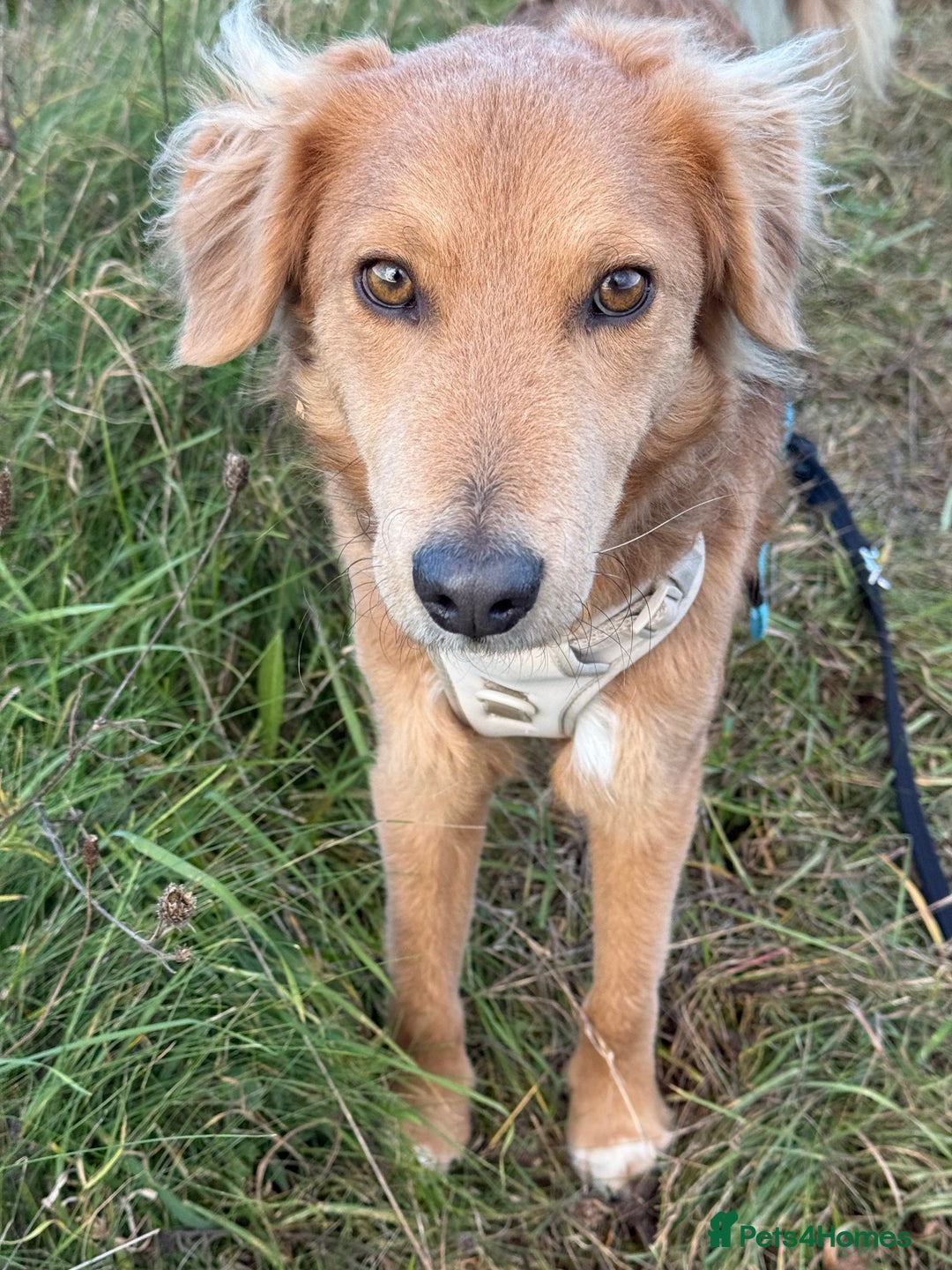 Mixed Breed dogs for adoption: Sweet Nathan Is looking for Love  - Image 25