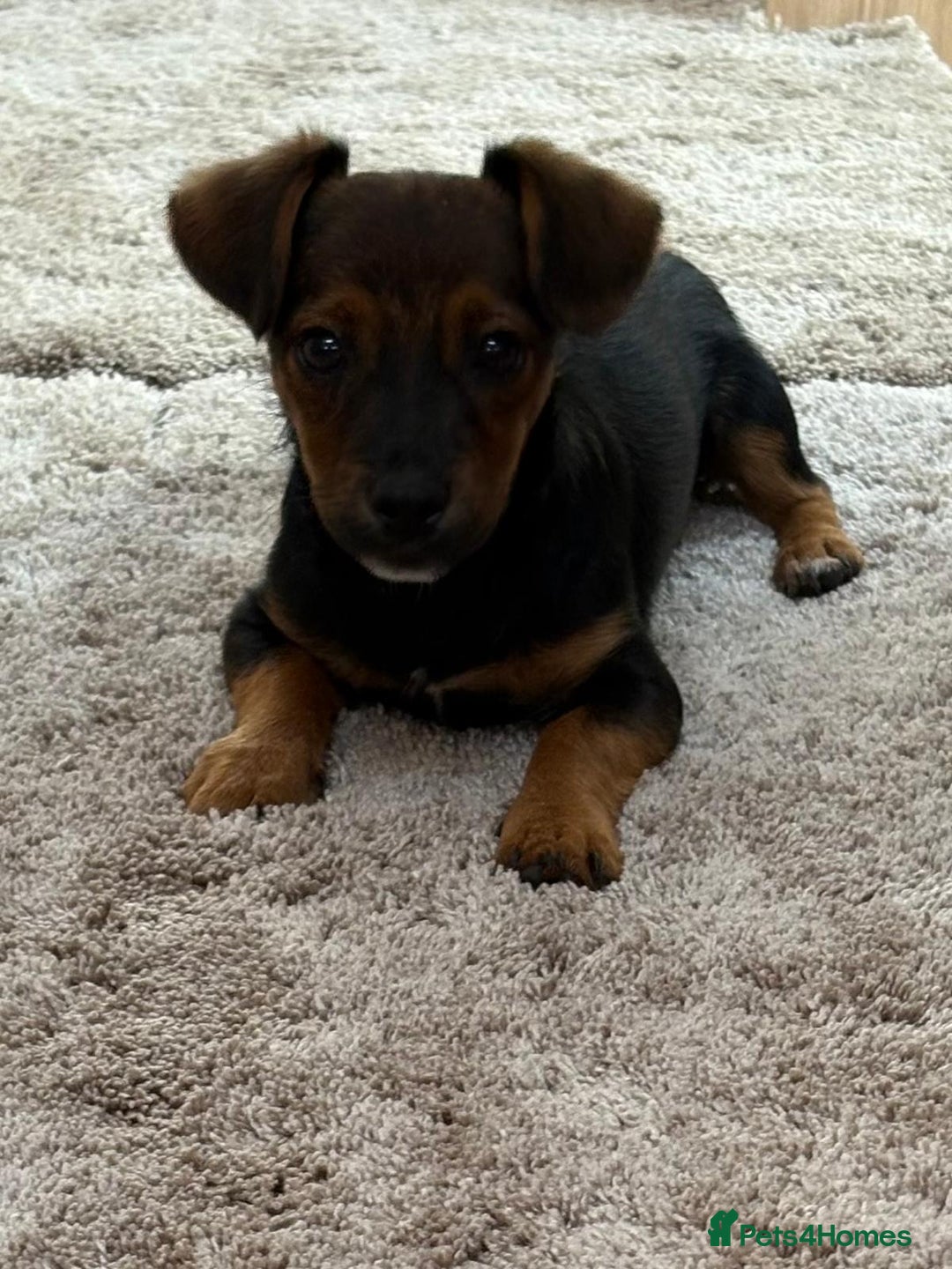 Jack Russell dogs for sale: Traditional Short-legged Jack Russell Boy. - Image 16