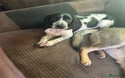 Mixed Breed dogs for sale: This is Oswald mix bread  - Advert 4