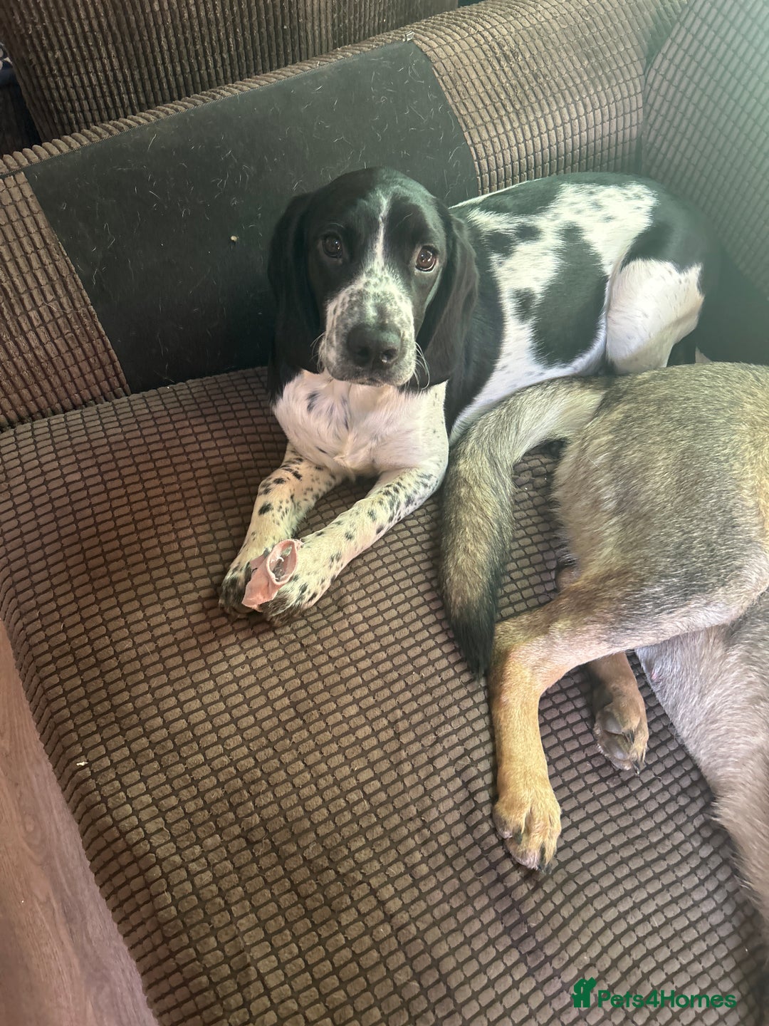 Mixed Breed dogs for sale: This is Oswald mix bread  - Advert 4