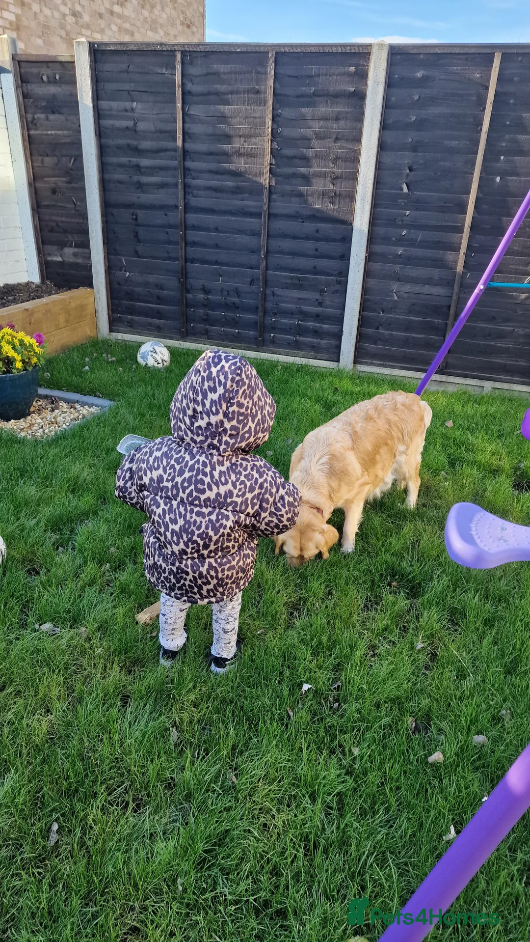 Golden Retriever dogs for sale: KC ADDORABLE CUTE GOLDEN RETRIEVER PUPPIES - Advert 11