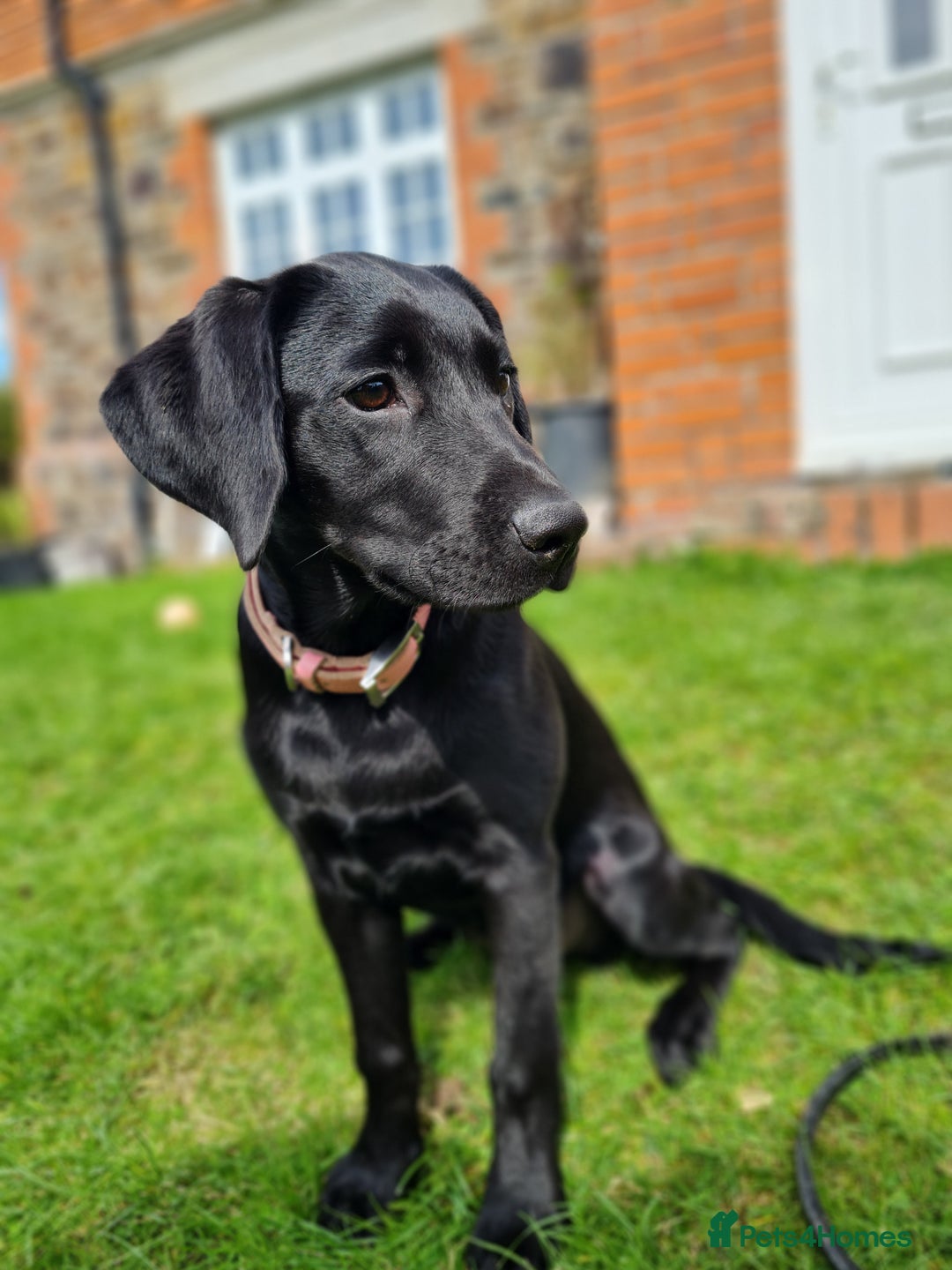 Labrador Retriever dogs for sale: Lovable, Quality KC black labradors  - Image 2