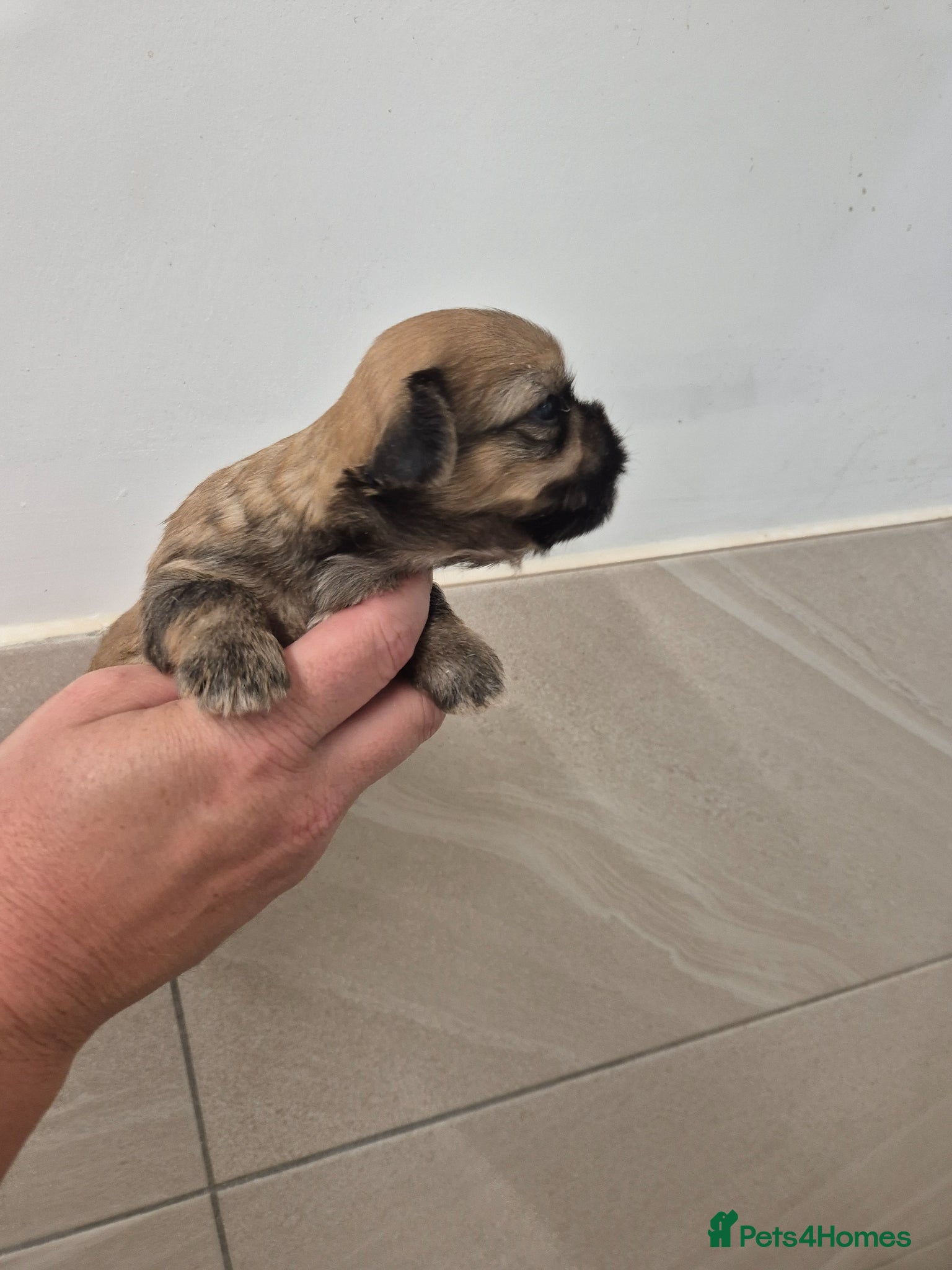 Shih Tzu dogs for sale: Shih Tzu Puppies - Advert 3