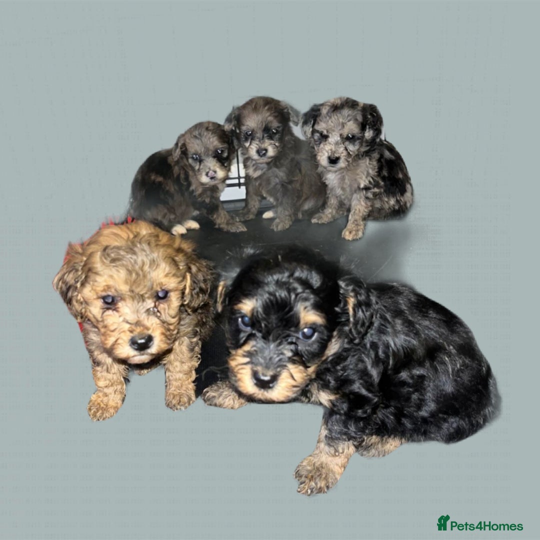 Cockapoo dogs for sale: Stunning F1b Cockapoo puppy’s  - Image 13