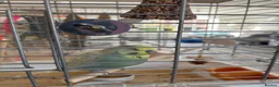 Budgerigars birds for sale: Budgie  in Southampton - Advert 2