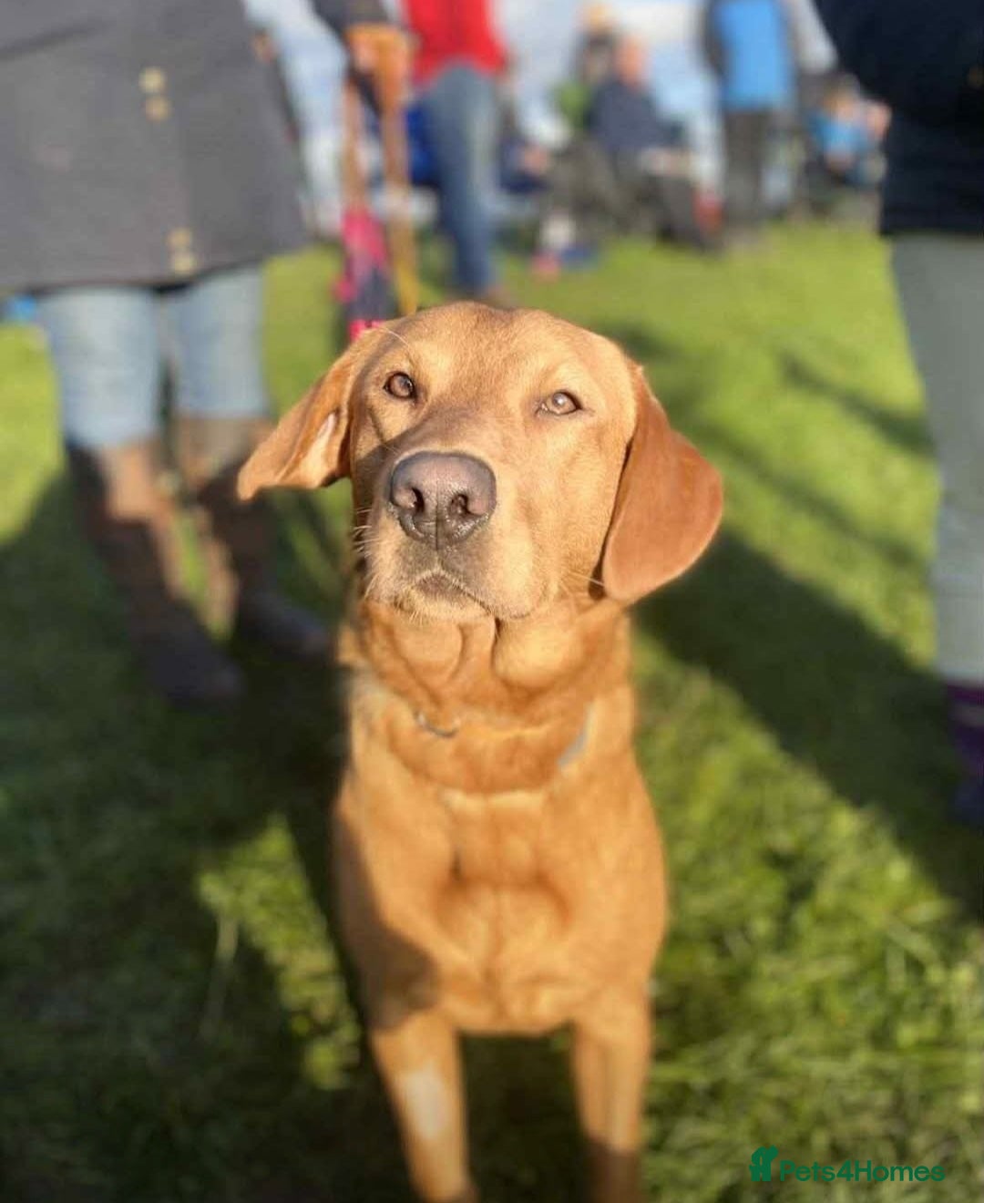 Mixed Breed dogs for sale: Sprockers x labrador - Advert 3