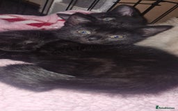 British Shorthair cats for sale: Female kitten - Advert 2