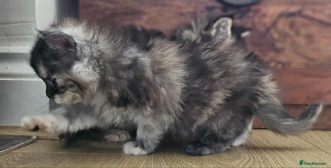 Maine Coon cats for sale: Champion Line Maine Coons –Rare, Fluffy, Gorgeous! - Image 7