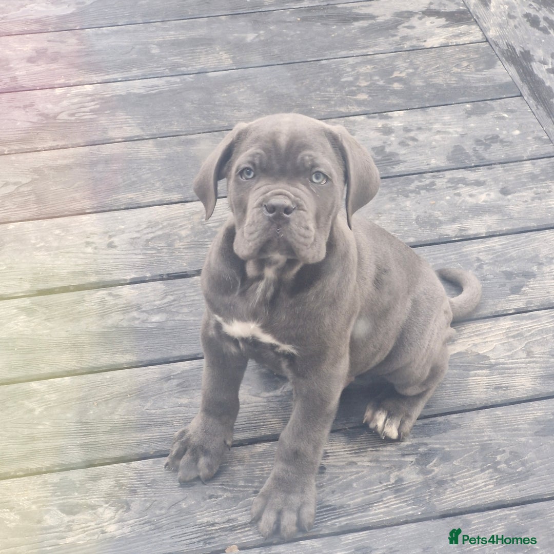 Cane Corso dogs for sale: EXCEPTIONAL PEDIGREE CANE CORSO PUPPIES - Advert 1