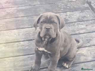 Cane Corso dogs EXCEPTIONAL PEDIGREE CANE CORSO PUPPIES - Advert 14