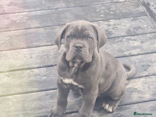 Cane Corso dogs EXCEPTIONAL PEDIGREE CANE CORSO PUPPIES - Advert 6