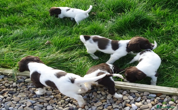 English Springer Spaniel dogs - Advert 1