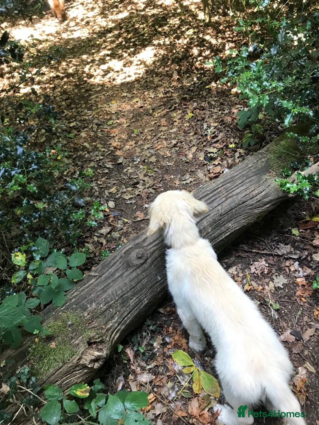 Golden Retriever dogs for sale: Fully vaccinated championline puppies- ready now in London - Image 13