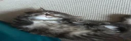Maine Coon cats for sale: Half Main coon Long haired Tabby - Advert 10