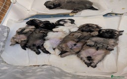 Shih Tzu dogs for sale: ALL RESERVED .Beautiful pure Shih Tzu puppies   - Advert 12