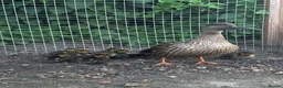 Mixed Breed birds for sale: Mallard ducklings  - Advert 3