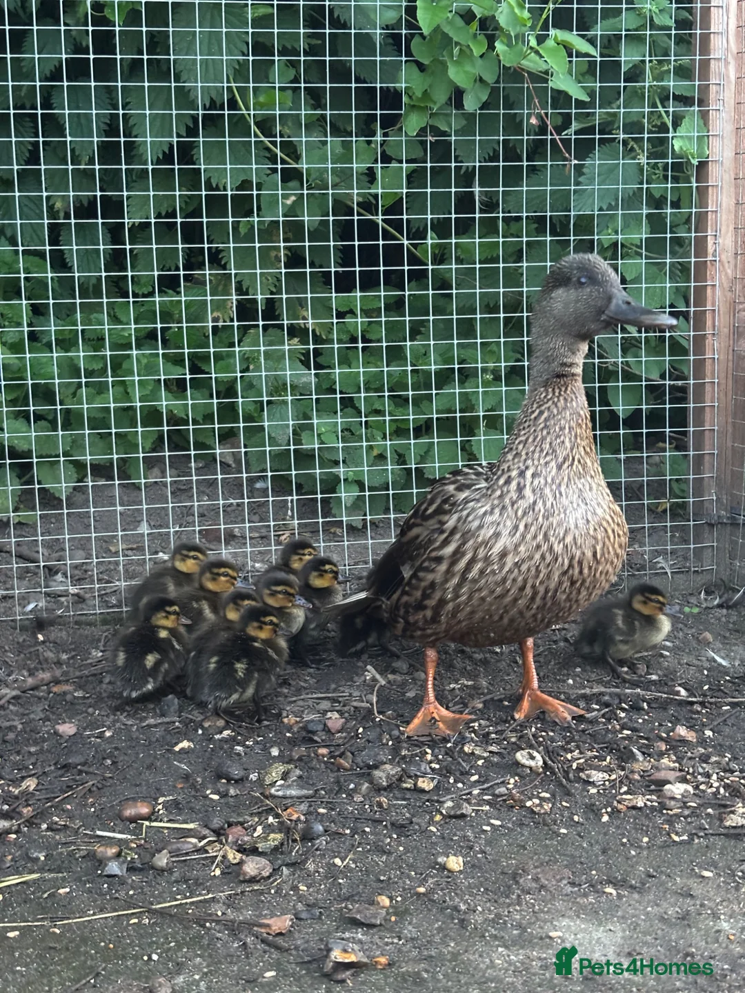 Mixed Breed birds for sale: Mallard ducklings  - Advert 3
