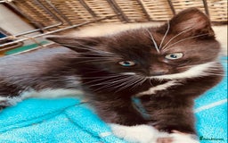 British Shorthair cats for sale: Beautiful Shorthair kittens - Image 2