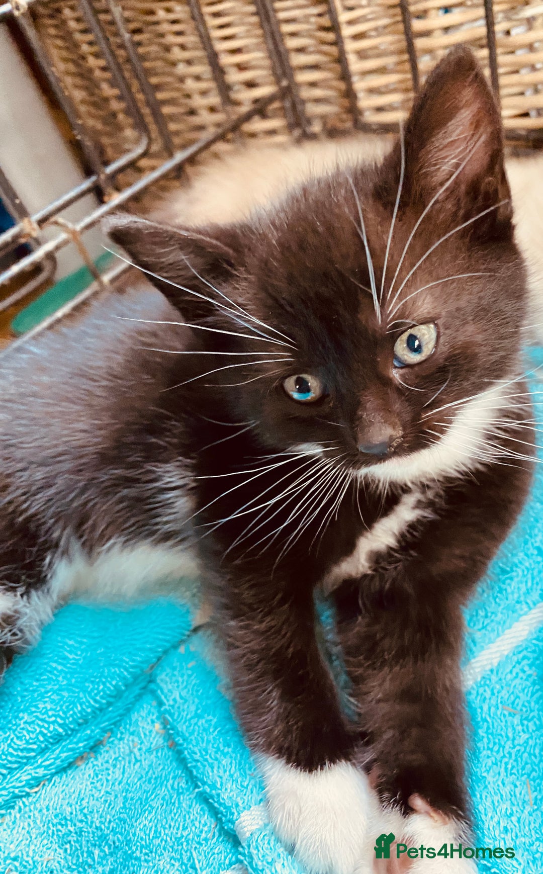 British Shorthair cats for sale: Beautiful Shorthair kittens - Image 2