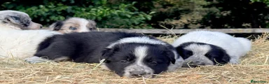 Border Collie 6