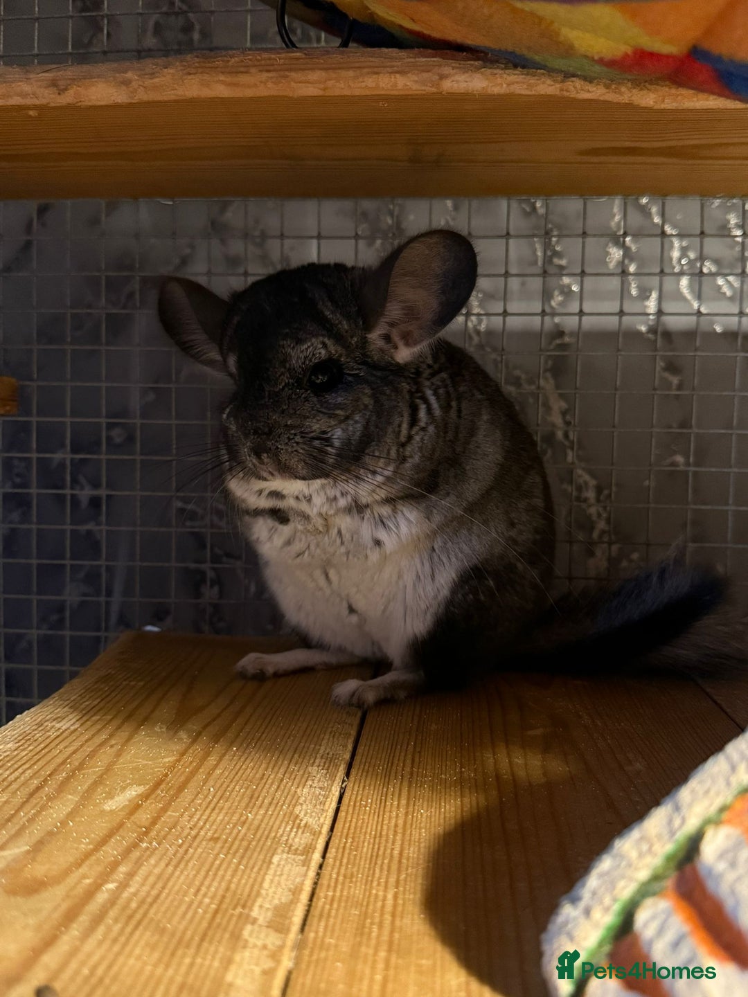 Chinchilla rodents for sale: 2 chinchillas for sale with cage  - Advert 2