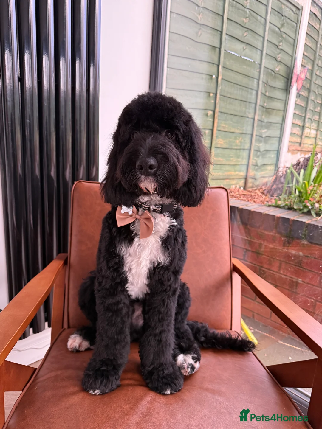 Cockapoo dogs for sale: FOR SALE / REHOMING - 8 month old Cockapoo, Milo - Advert 5