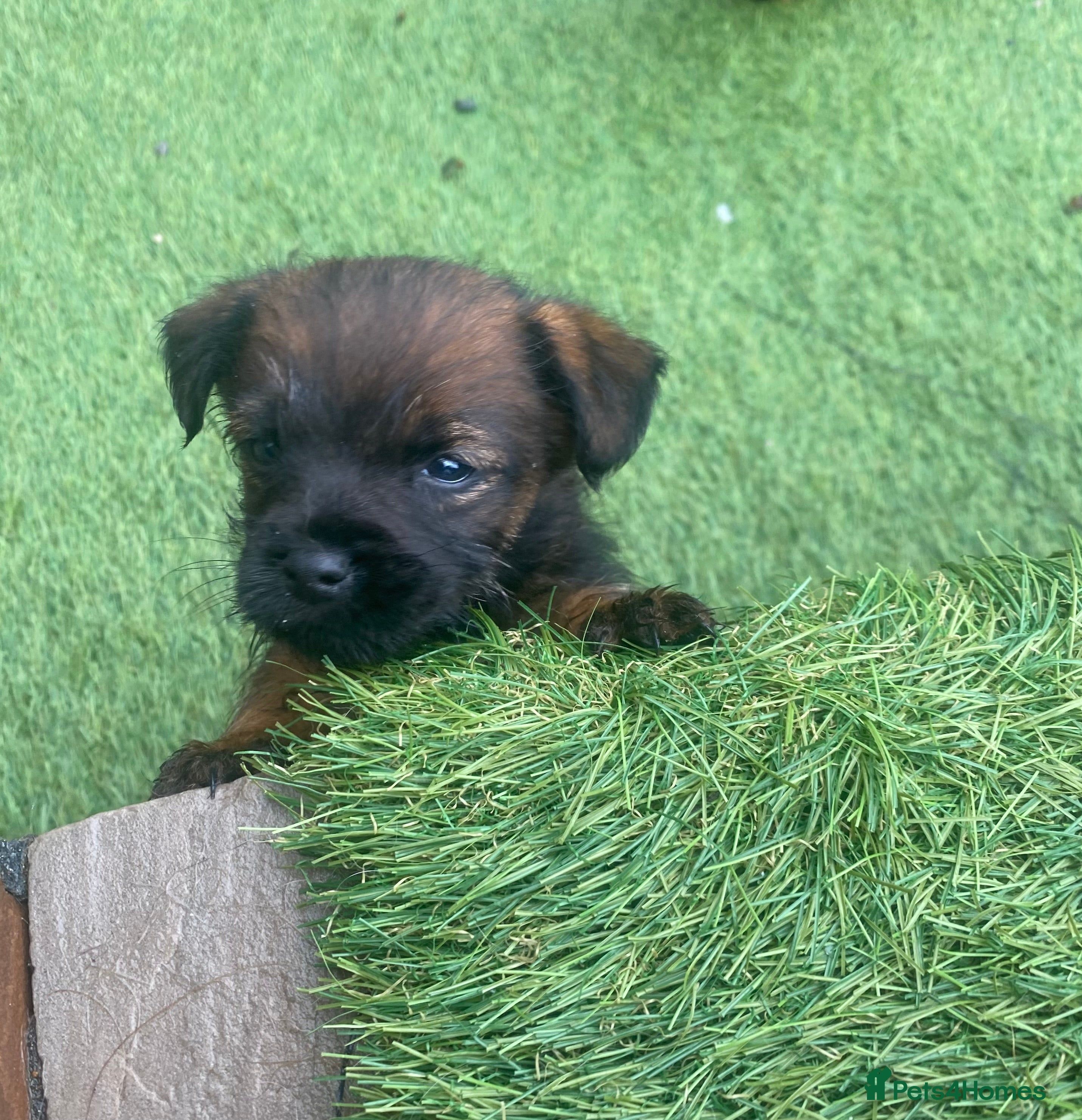 Border Terrier dogs 4 beautiful border terrier boys left  - Advert 9