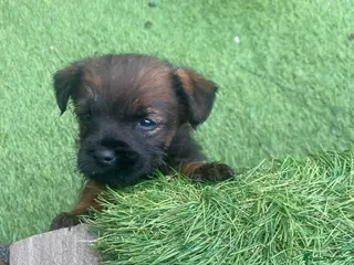 Border Terrier dogs 4 beautiful border terrier boys left - Advert 9