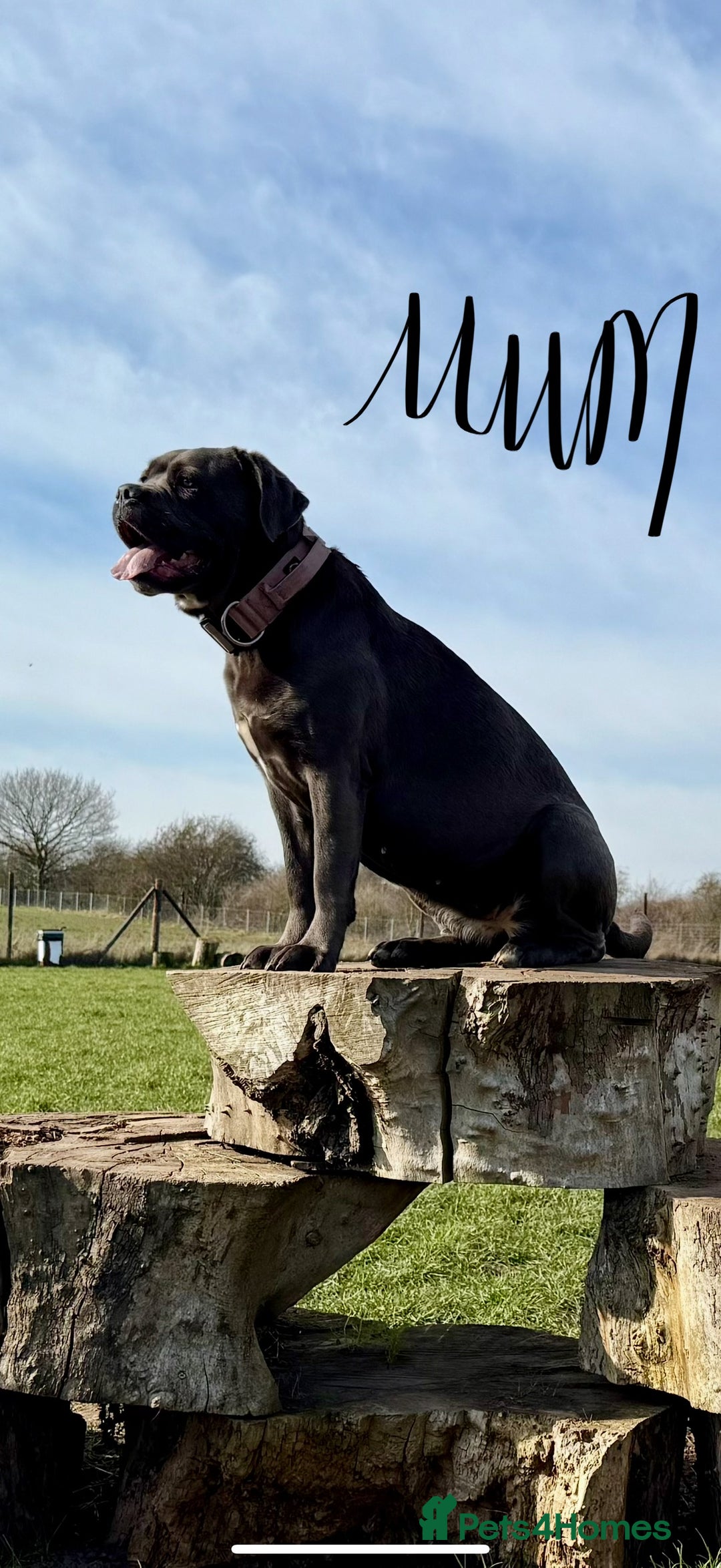 Cane Corso dogs for sale: Exceptional, Champion Bloodline Cane Corso Puppies - Advert 5