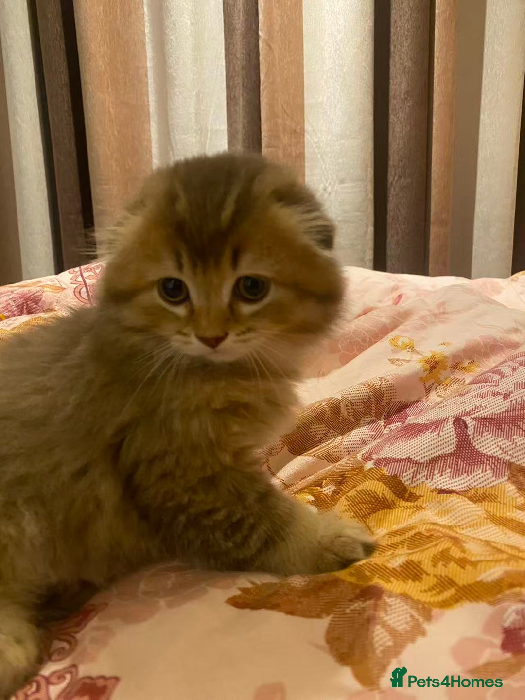 Scottish Fold cats for sale: Stunning Scottish fold kittens are ready - Advert 6