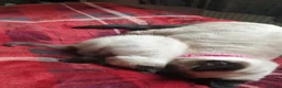 Siamese cats for sale: Siamese/ Ghost tabby  - Advert 12