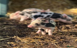 Pig livestock for sale: Stunning Mini Pigs - Image 19