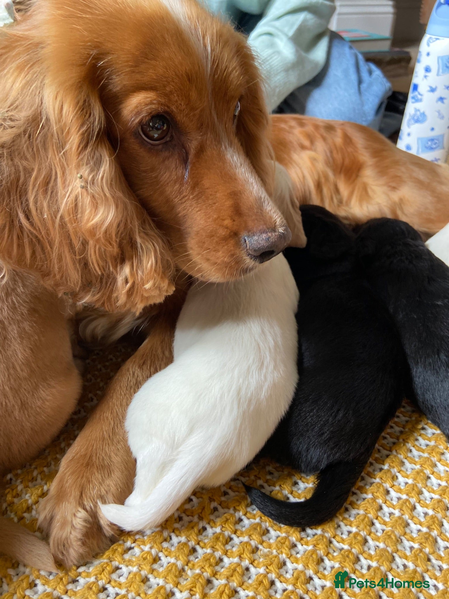 Cocker Spaniel dogs Working Cocker Spaniels  - Advert 1