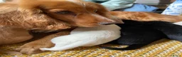 Cocker Spaniel dogs for sale: Working Cocker Spaniels  in Preston - Advert 1