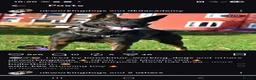 Belgian Shepherd Dog dogs for sale: Ringsport fci malinois x knpv dutch shepard - Advert 4