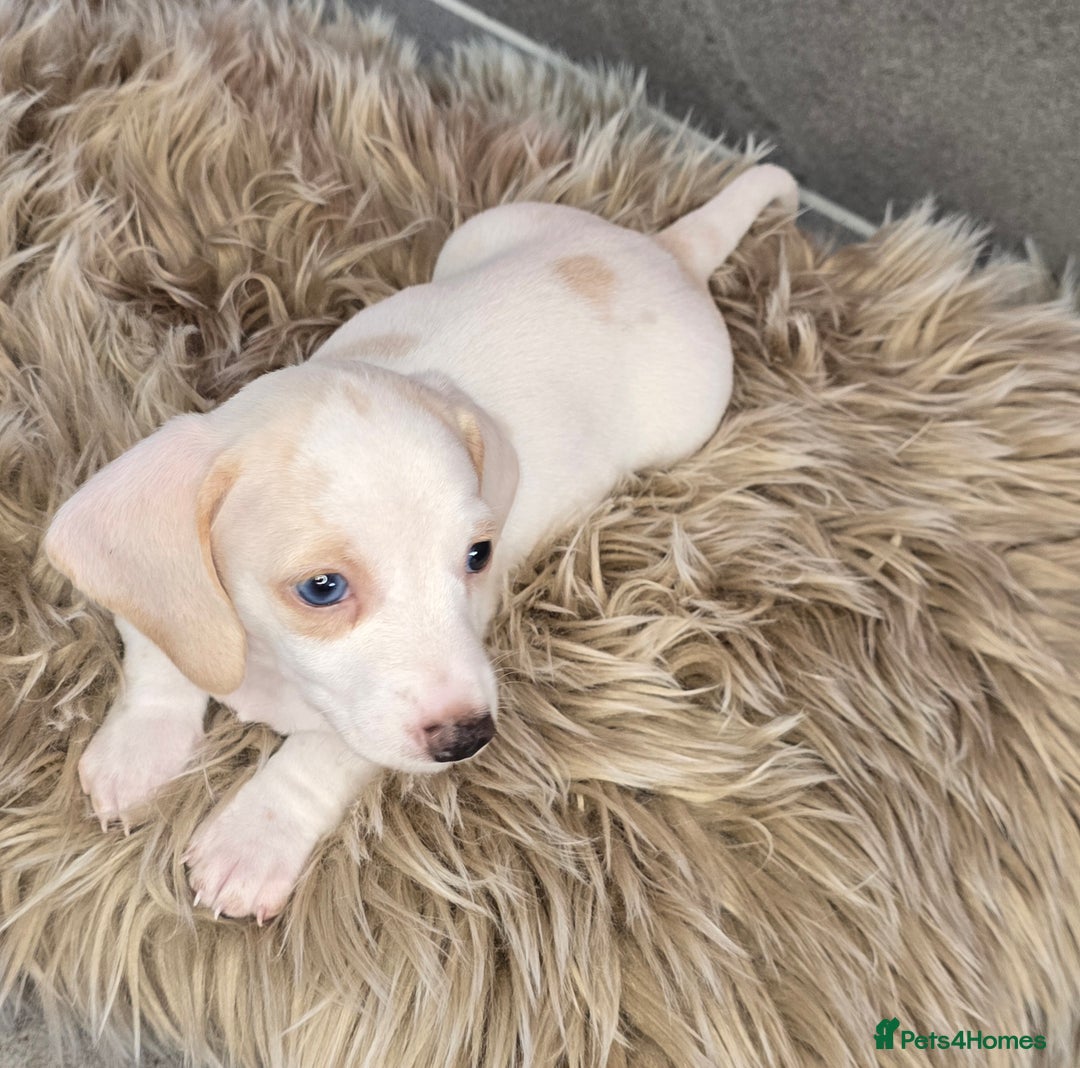 Miniature Dachshund dogs for sale: Miniature cream dachshund - Image 24