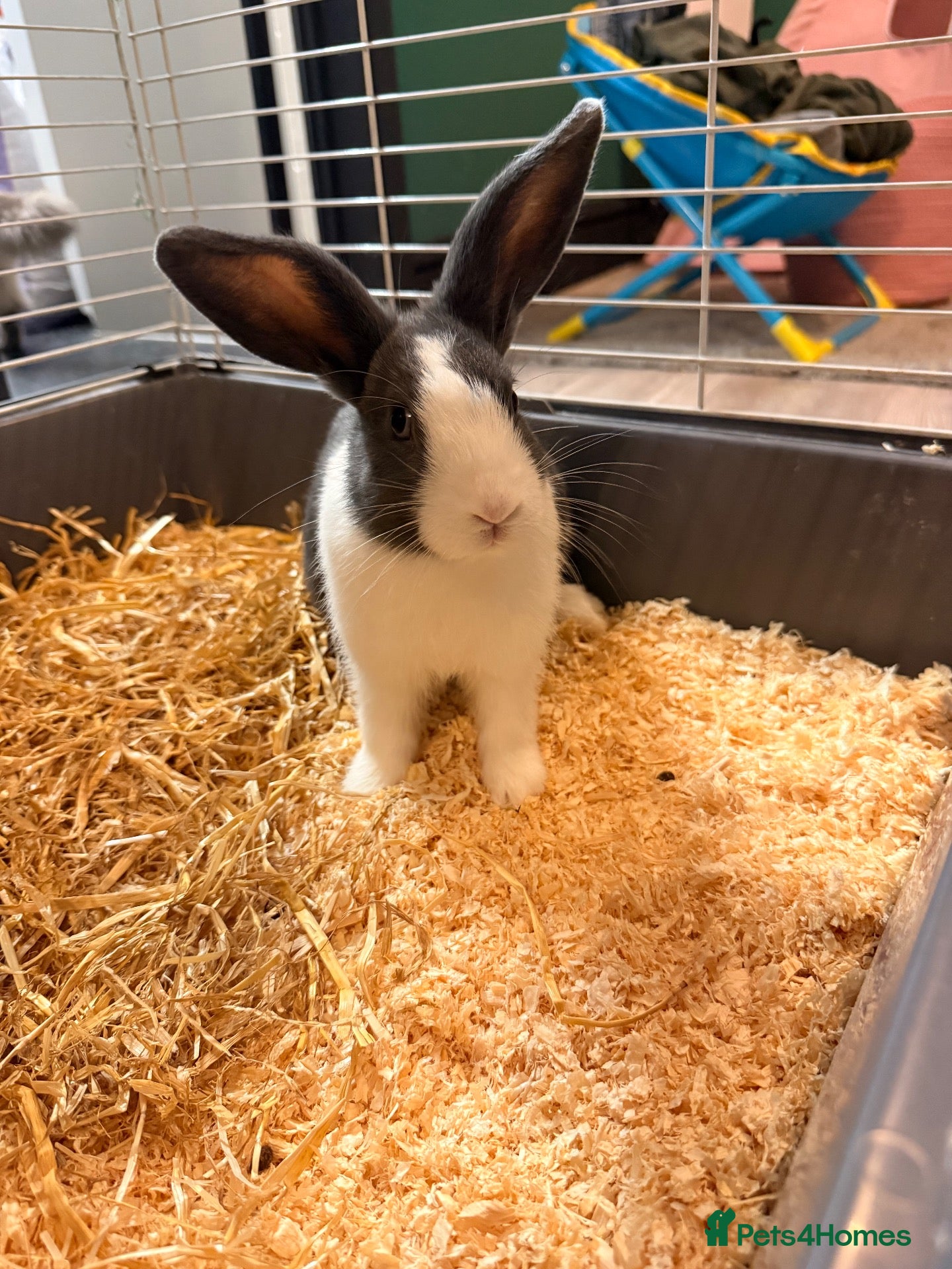Dutch rabbits Dutch lops ready to reserve  - Advert 21
