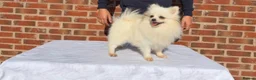 Pomeranian dogs for sale: Russian Pomeranian puppies - Advert 19