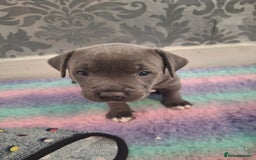 Staffordshire Bull Terrier dogs for sale: Blue Staffordshire Bull Terrier Puppies - Image 18